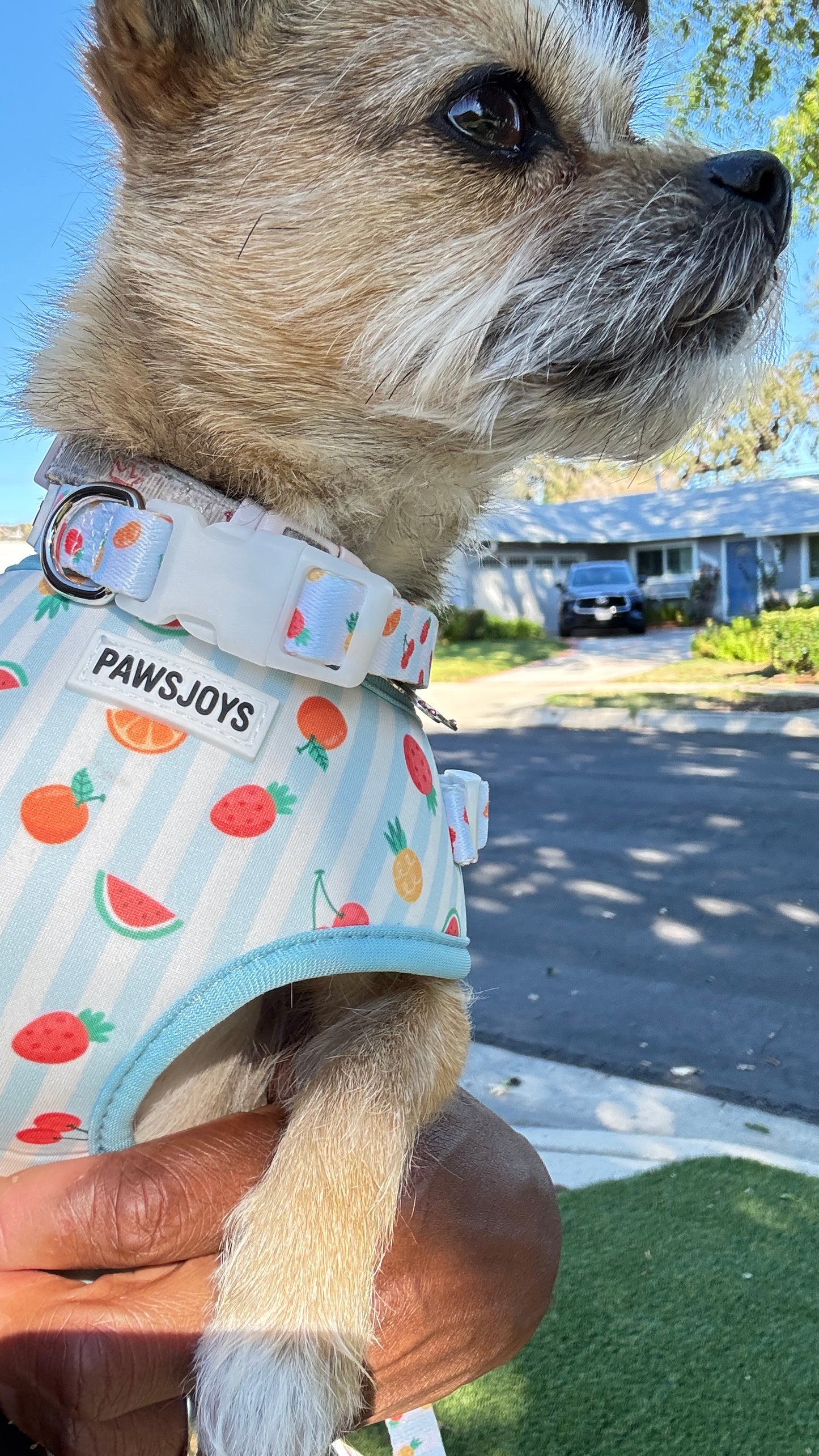 PAWSJOYS Fruit Dog Walking Set – Harness, Leash, Collar & Poop Bag Holder (Adjustable, Lightweight)