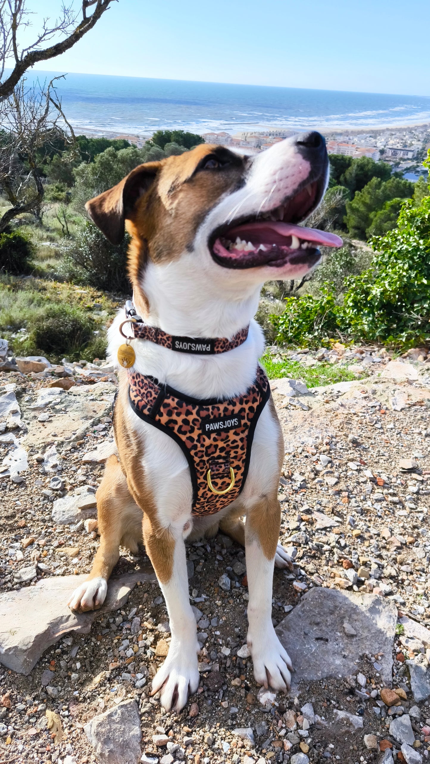 PawsJoys Ensemble Harnais Chien 4 Pièces Motif Léopard – Harnais Anti-Traction, Laisse, Collier et Distributeur de Sacs – Ajustable et Réfléchissant
