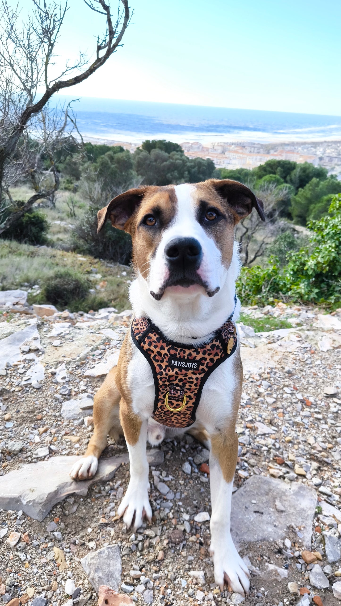 PawsJoys Ensemble Harnais Chien 4 Pièces Motif Léopard – Harnais Anti-Traction, Laisse, Collier et Distributeur de Sacs – Ajustable et Réfléchissant

