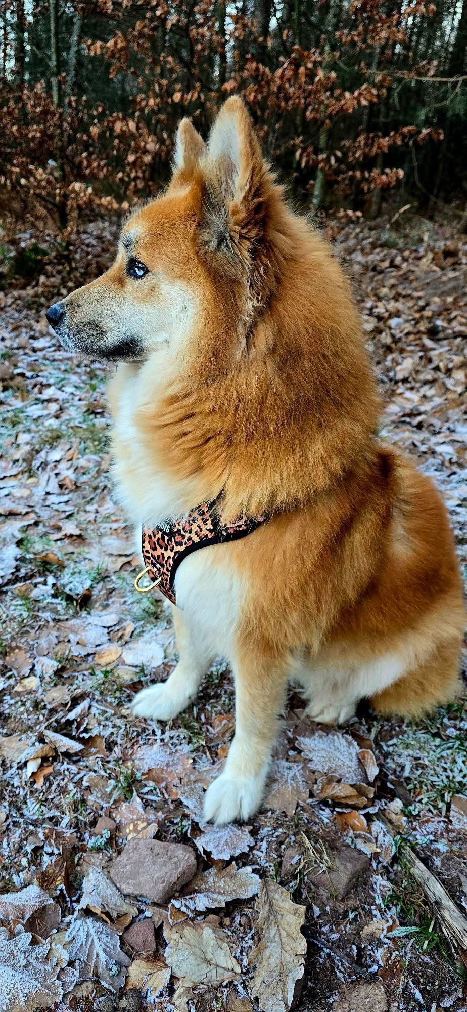 PawsJoys Ensemble Harnais Chien 4 Pièces Motif Léopard – Harnais Anti-Traction, Laisse, Collier et Distributeur de Sacs – Ajustable et Réfléchissant
