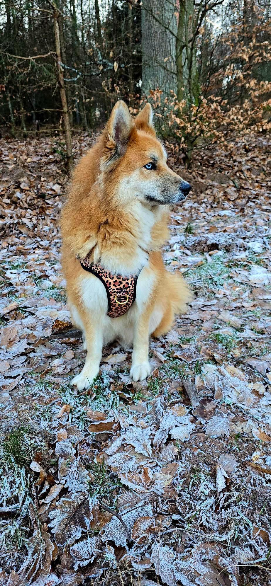 PawsJoys Ensemble Harnais Chien 4 Pièces Motif Léopard – Harnais Anti-Traction, Laisse, Collier et Distributeur de Sacs – Ajustable et Réfléchissant
