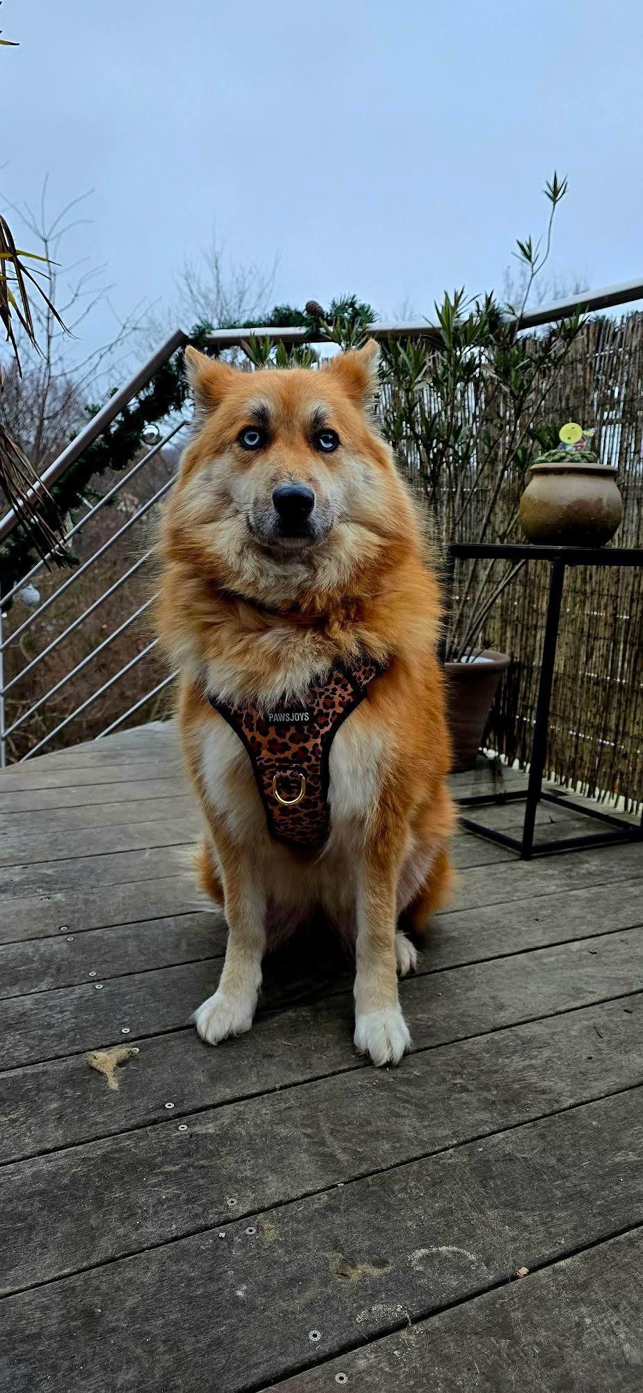 PawsJoys Ensemble Harnais Chien 4 Pièces Motif Léopard – Harnais Anti-Traction, Laisse, Collier et Distributeur de Sacs – Ajustable et Réfléchissant
