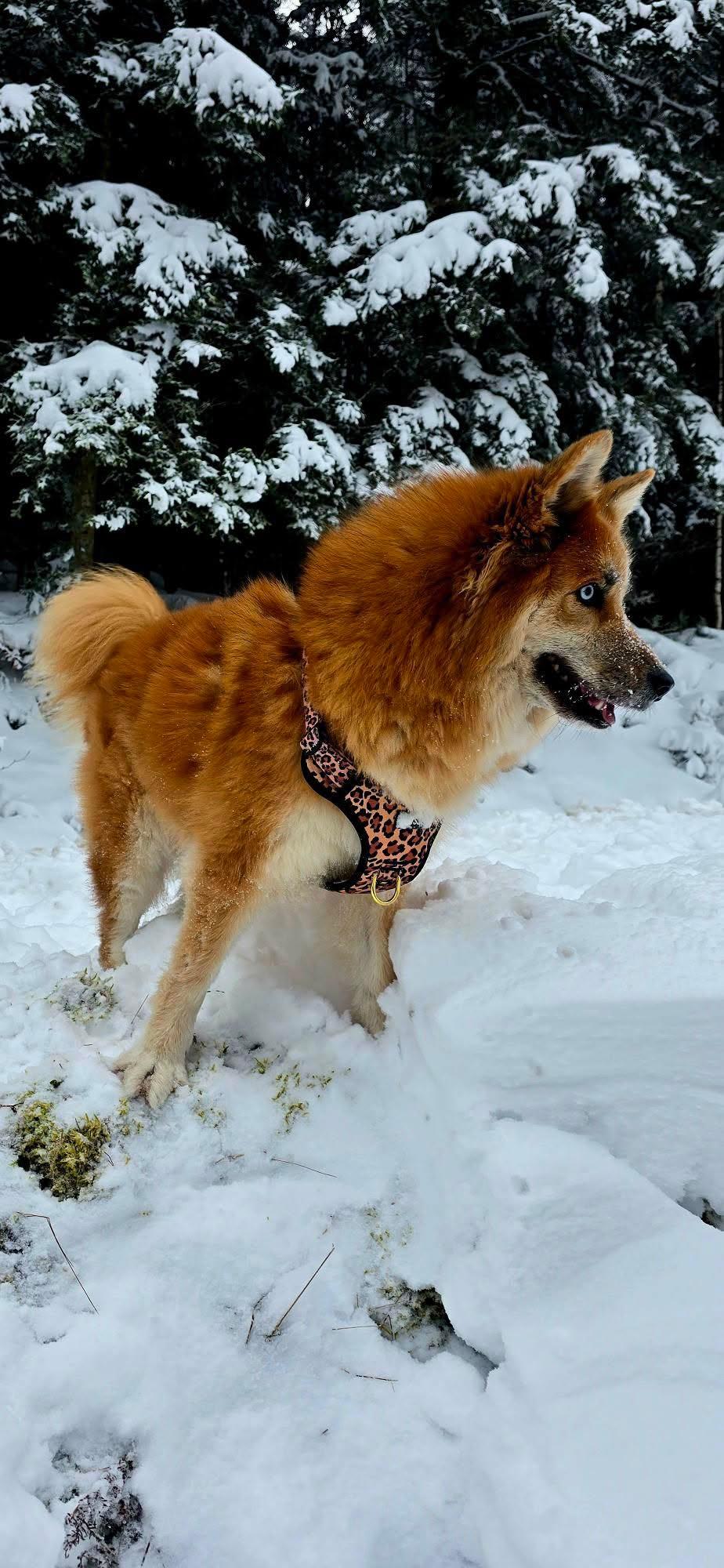 PawsJoys Ensemble Harnais Chien 4 Pièces Motif Léopard – Harnais Anti-Traction, Laisse, Collier et Distributeur de Sacs – Ajustable et Réfléchissant

