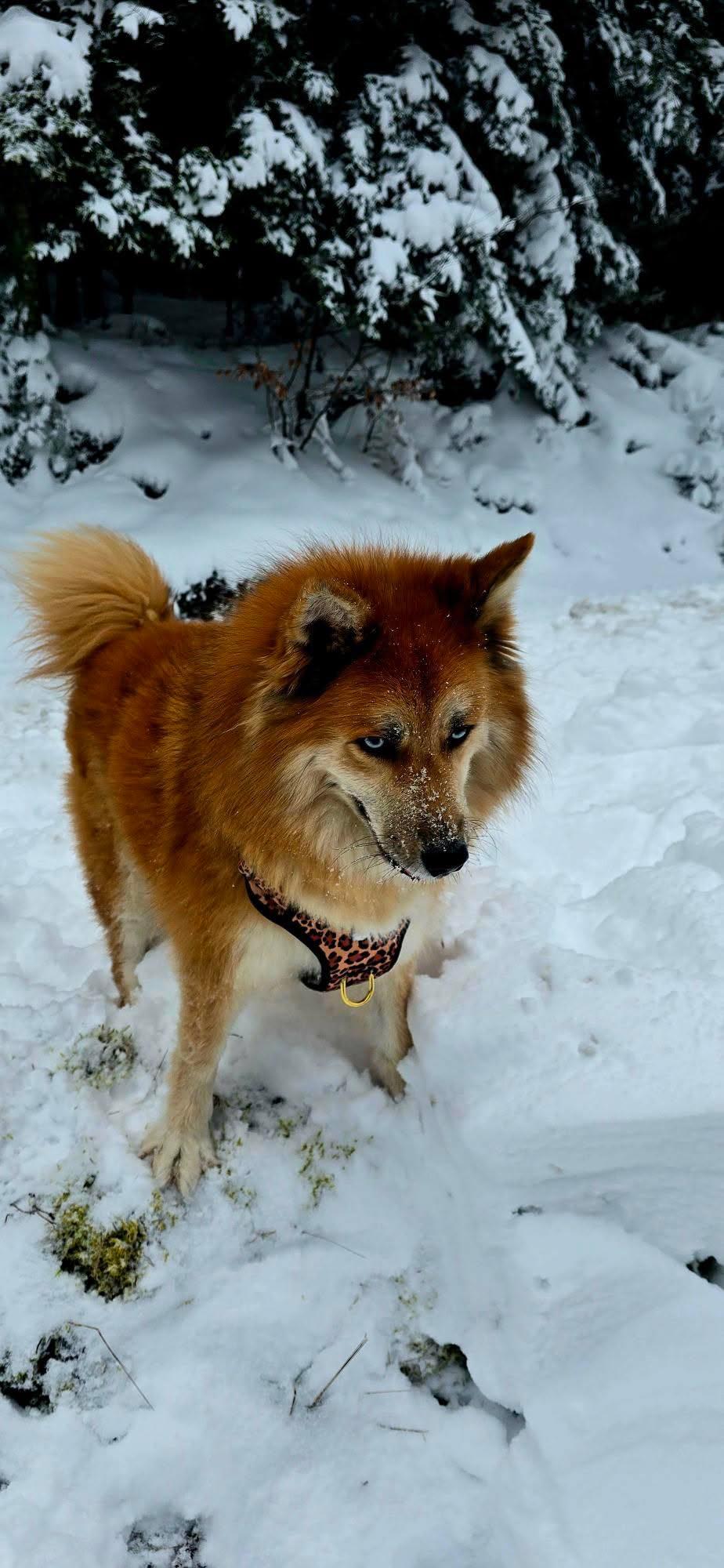 PawsJoys Ensemble Harnais Chien 4 Pièces Motif Léopard – Harnais Anti-Traction, Laisse, Collier et Distributeur de Sacs – Ajustable et Réfléchissant
