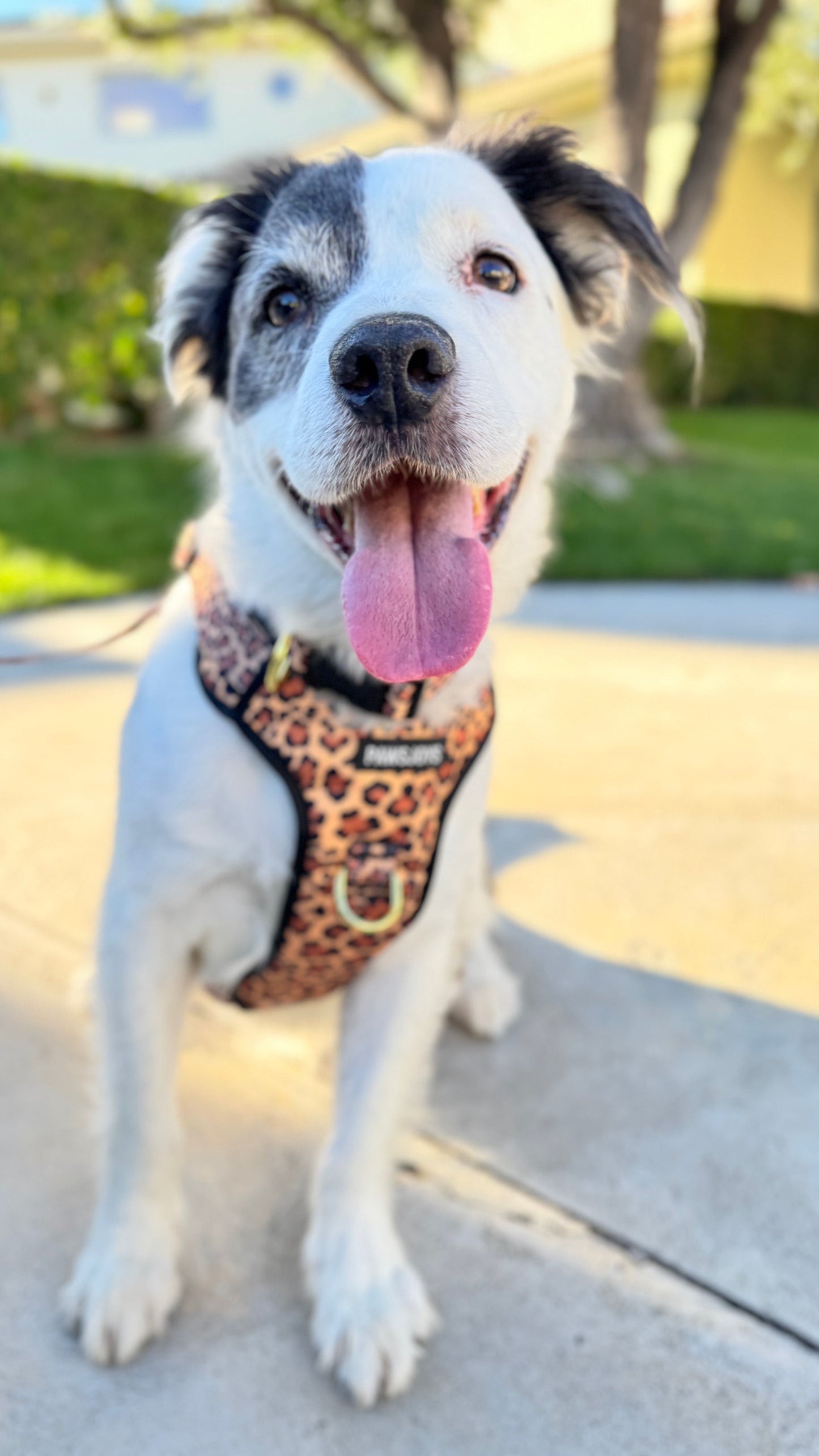 PawsJoys Ensemble Harnais Chien 4 Pièces Motif Léopard – Harnais Anti-Traction, Laisse, Collier et Distributeur de Sacs – Ajustable et Réfléchissant
