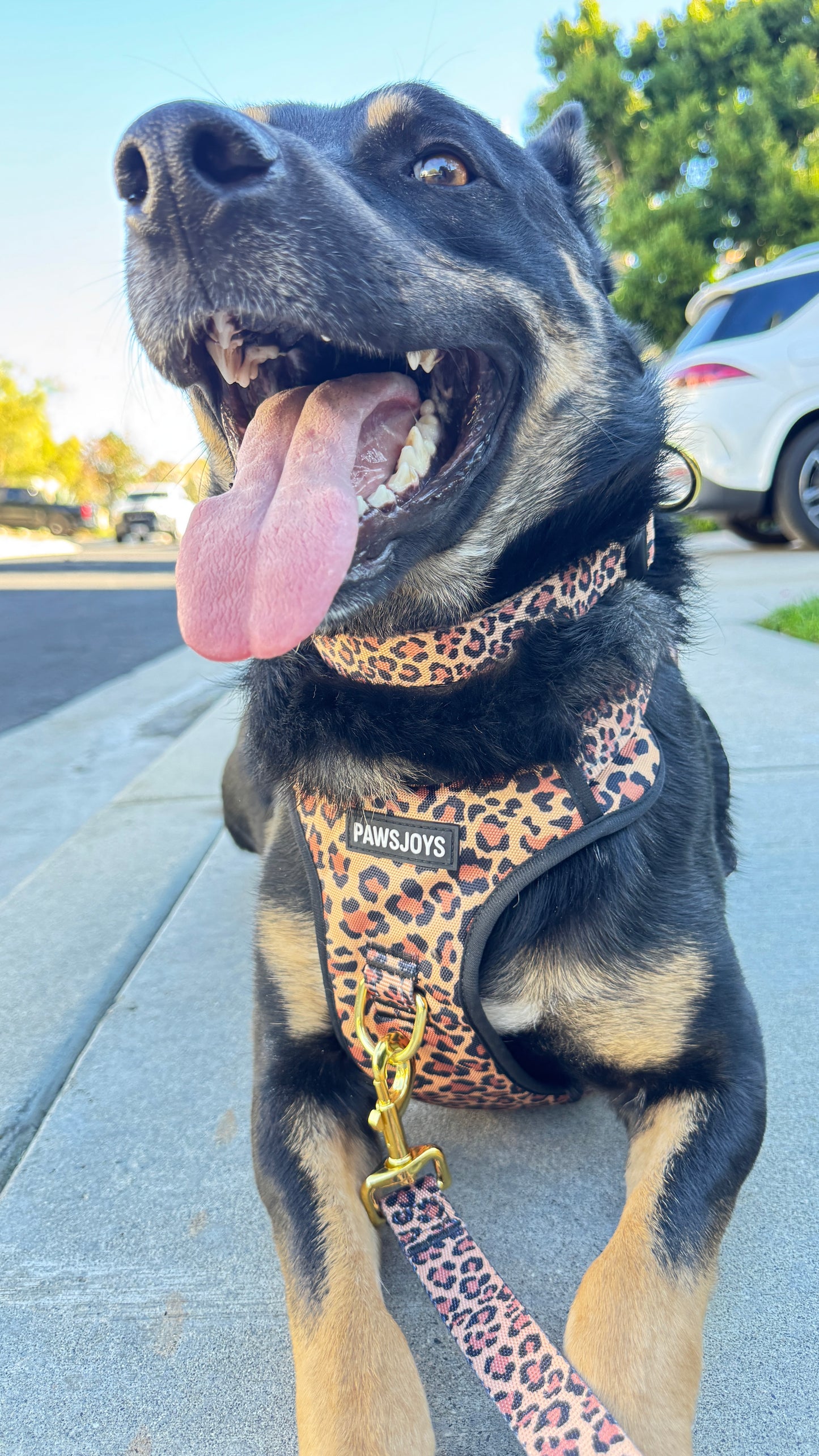 PawsJoys Ensemble Harnais Chien 4 Pièces Motif Léopard – Harnais Anti-Traction, Laisse, Collier et Distributeur de Sacs – Ajustable et Réfléchissant

