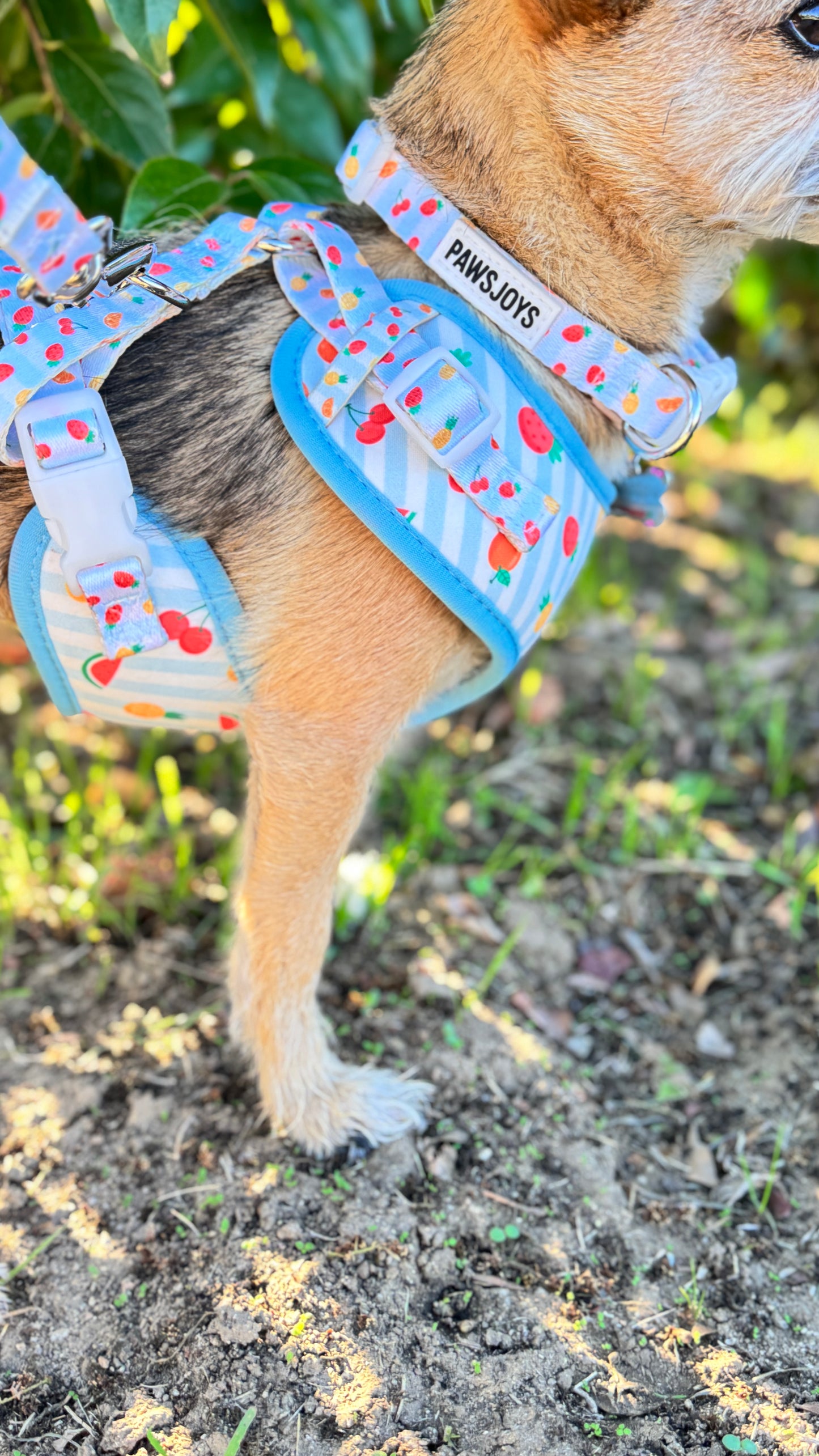 PAWSJOYS Fruit Dog Walking Set – Harness, Leash, Collar & Poop Bag Holder (Adjustable, Lightweight)