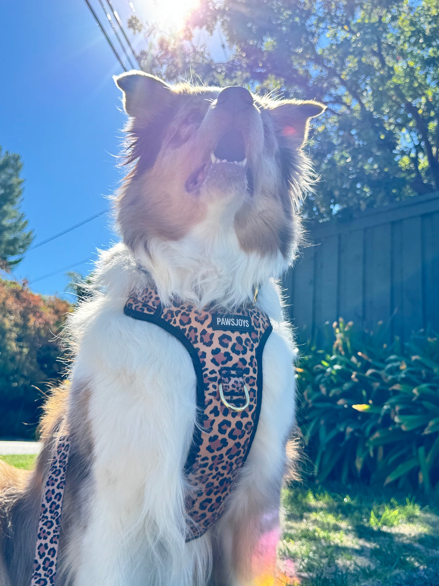 PawsJoys Ensemble Harnais Chien 4 Pièces Motif Léopard – Harnais Anti-Traction, Laisse, Collier et Distributeur de Sacs – Ajustable et Réfléchissant
