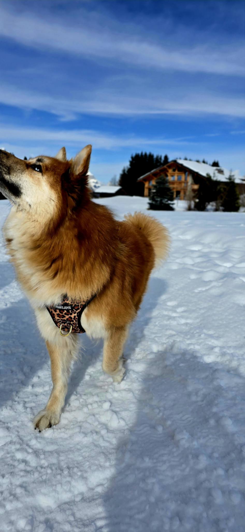 PawsJoys Ensemble Harnais Chien 4 Pièces Motif Léopard – Harnais Anti-Traction, Laisse, Collier et Distributeur de Sacs – Ajustable et Réfléchissant
