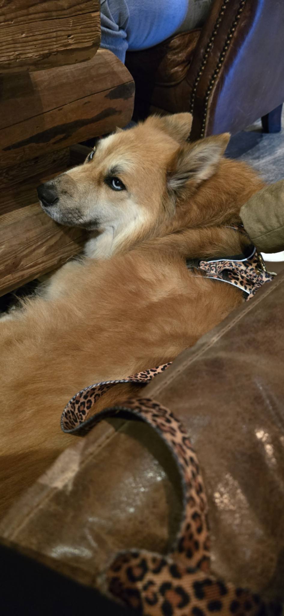 PawsJoys Ensemble Harnais Chien 4 Pièces Motif Léopard – Harnais Anti-Traction, Laisse, Collier et Distributeur de Sacs – Ajustable et Réfléchissant
