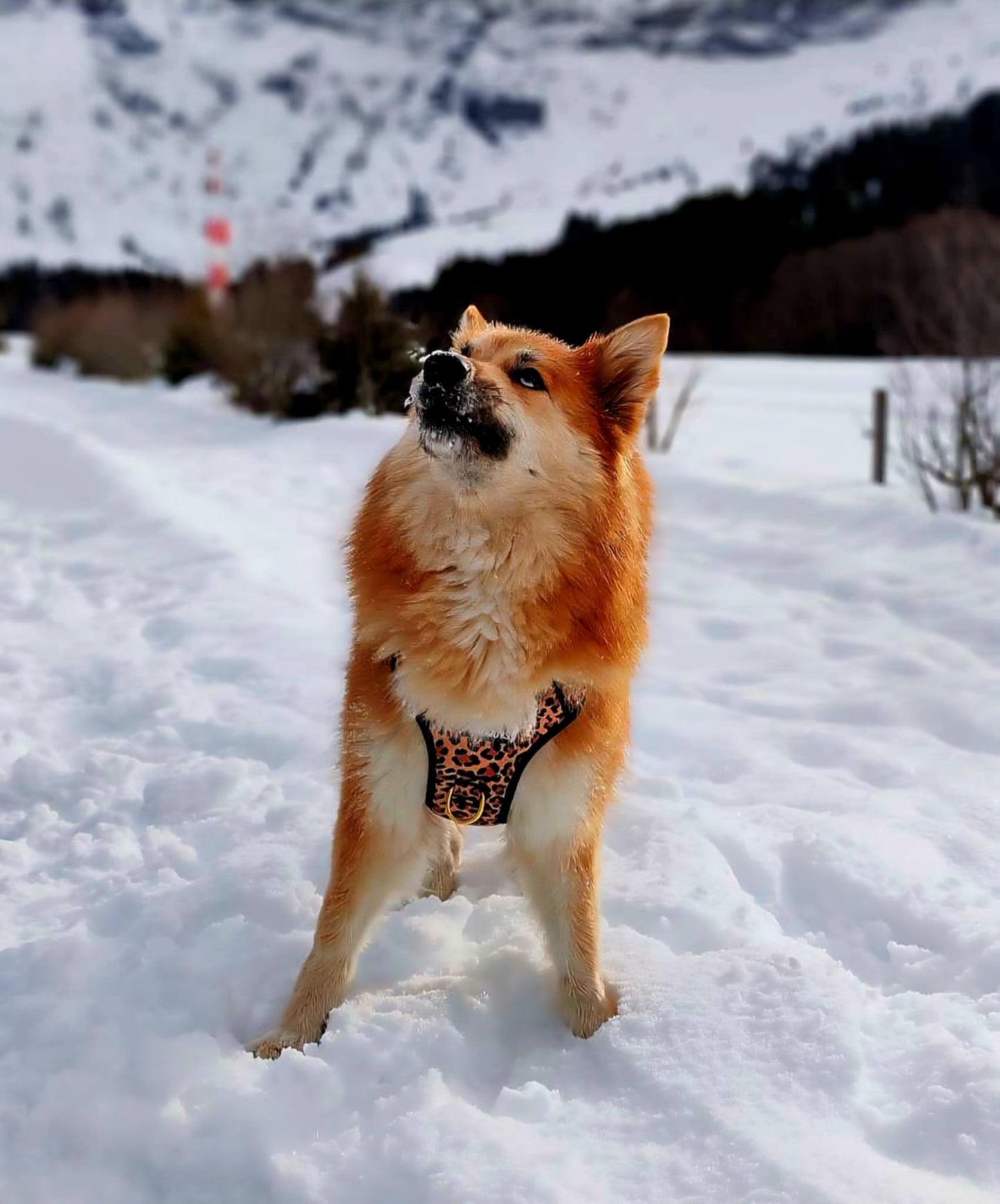 PawsJoys Ensemble Harnais Chien 4 Pièces Motif Léopard – Harnais Anti-Traction, Laisse, Collier et Distributeur de Sacs – Ajustable et Réfléchissant
