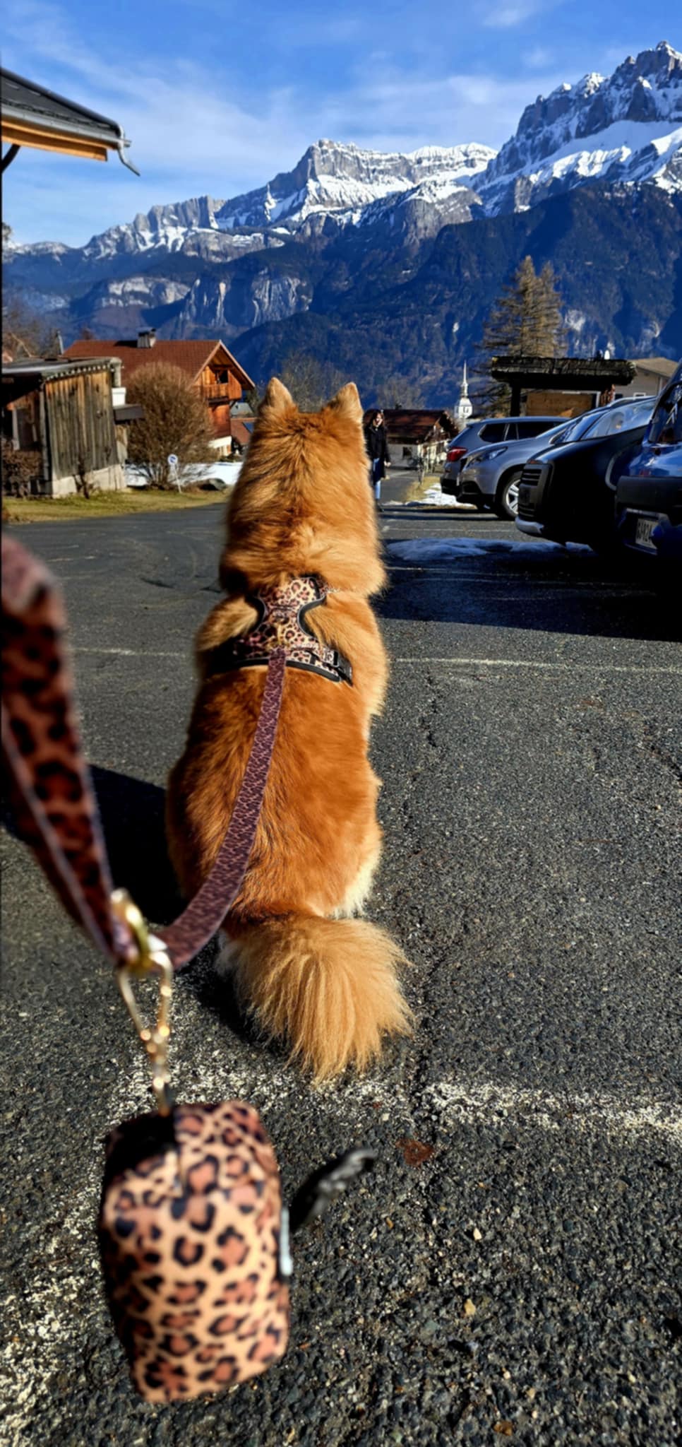 PawsJoys Ensemble Harnais Chien 4 Pièces Motif Léopard – Harnais Anti-Traction, Laisse, Collier et Distributeur de Sacs – Ajustable et Réfléchissant
