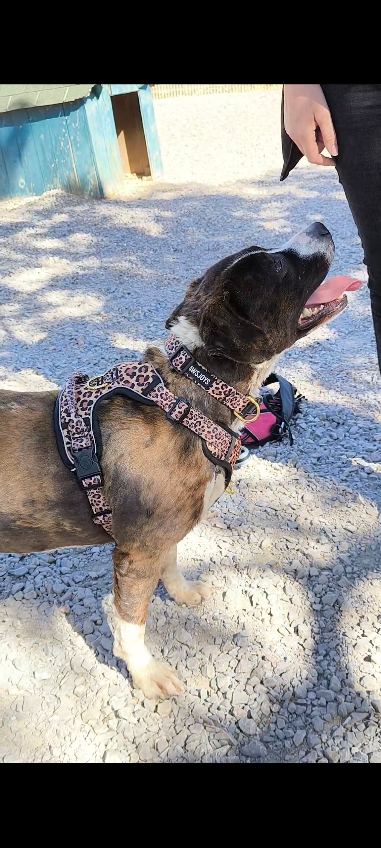 PawsJoys Ensemble Harnais Chien 4 Pièces Motif Léopard – Harnais Anti-Traction, Laisse, Collier et Distributeur de Sacs – Ajustable et Réfléchissant
