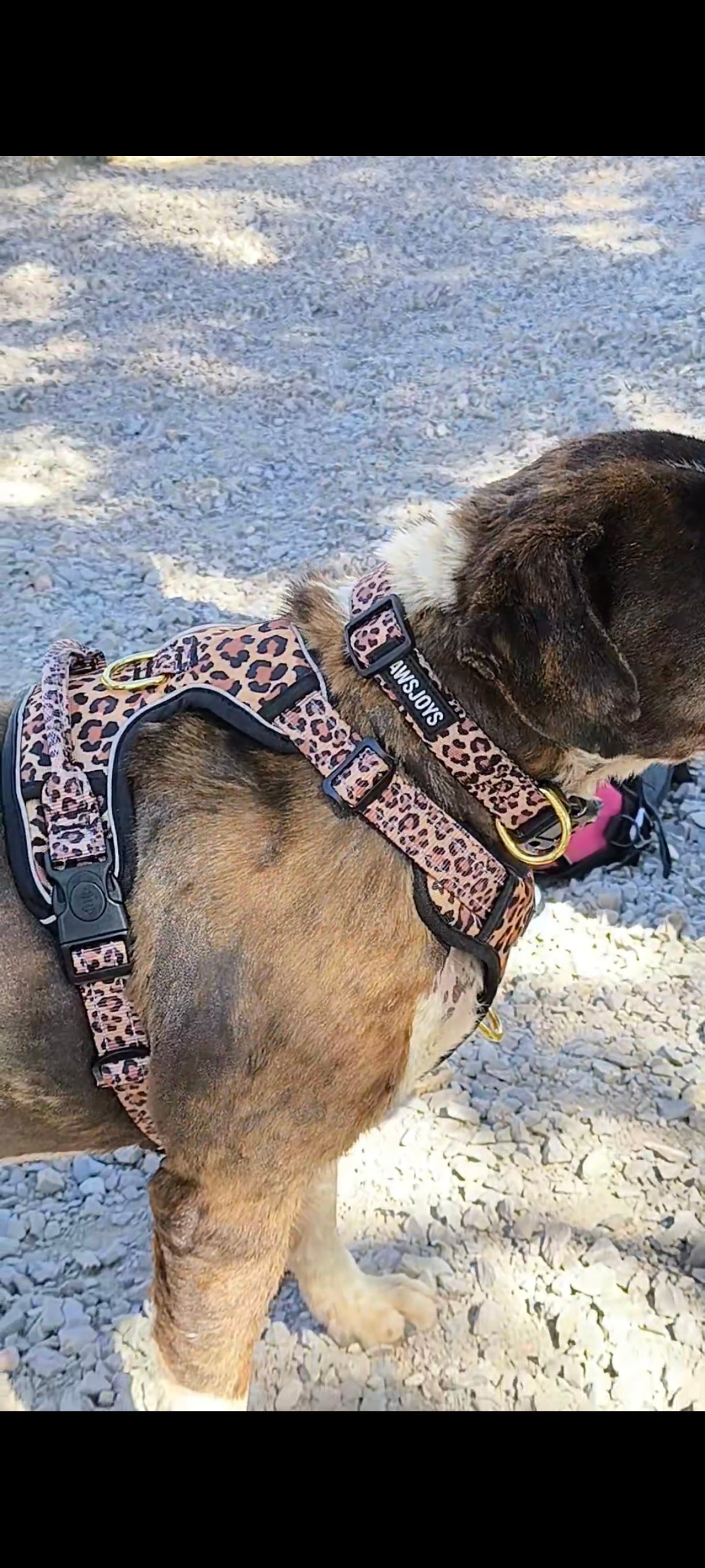 PawsJoys Ensemble Harnais Chien 4 Pièces Motif Léopard – Harnais Anti-Traction, Laisse, Collier et Distributeur de Sacs – Ajustable et Réfléchissant
