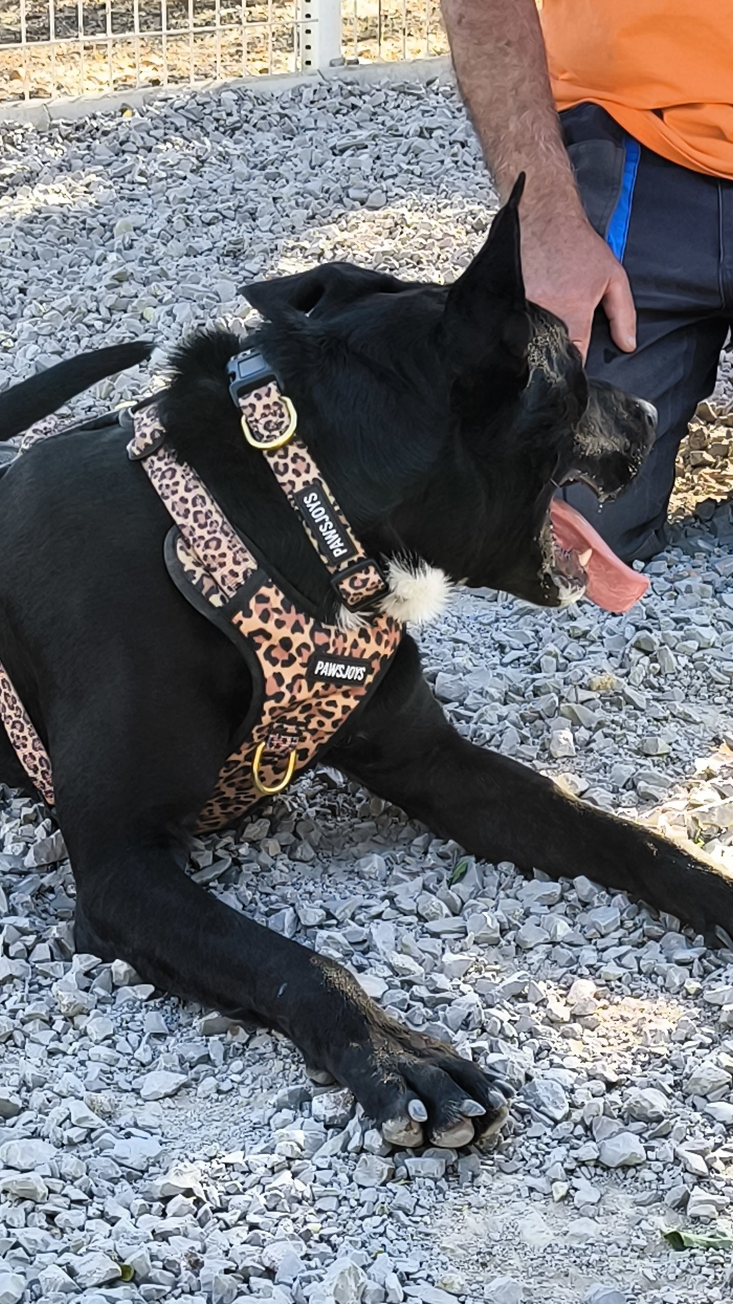 PawsJoys Ensemble Harnais Chien 4 Pièces Motif Léopard – Harnais Anti-Traction, Laisse, Collier et Distributeur de Sacs – Ajustable et Réfléchissant

